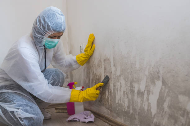 Mold Removal Process in Whitehorn Cove, OK
