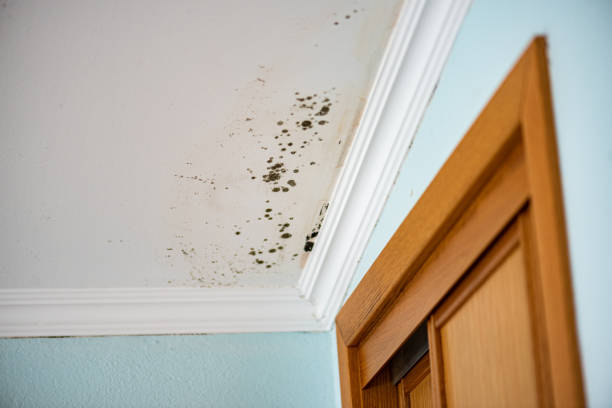 Best Professional Mold Removal  in Whitehorn Cove, OK