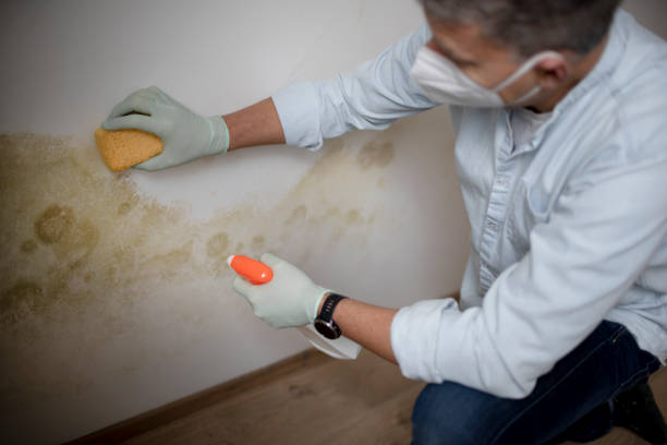 Best Local Mold Removal Service  in Whitehorn Cove, OK