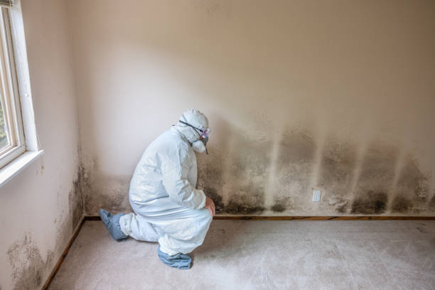Best Toxic Mold Removal  in Whitehorn Cove, OK