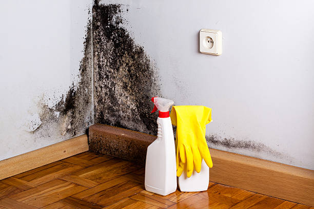 Best Mold Removal Process  in Whitehorn Cove, OK