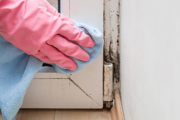 Best Professional Mold Removal  in Whitehorn Cove, OK