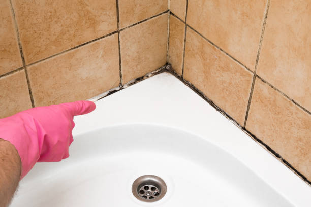 Best Toxic Mold Removal  in Whitehorn Cove, OK